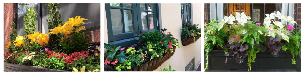 Window Box Design & Planting Banner - Earthly Delights